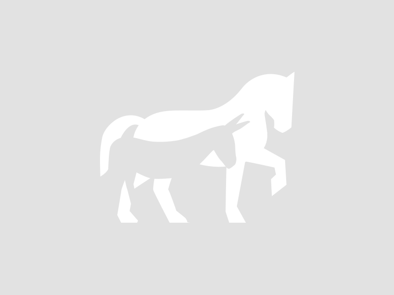 Finistère – Le cheval débardeur