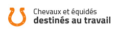 Chevaux et équidés destinés au travail