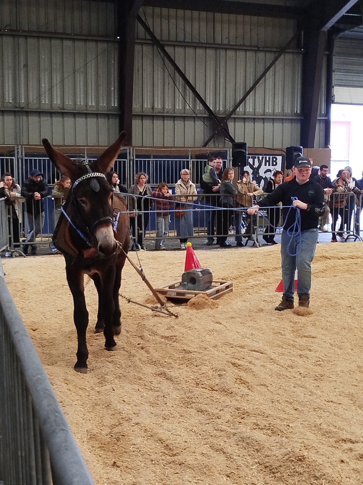 Trophée régional de l'âne, pendant la foire de Rennes